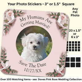 Ditt Husdjurs Foto, Spara Datum, Rosa Rosor & Duvo Fyrkantigt Klistermärke
