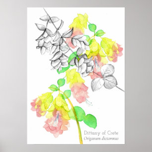 Dittany of Crete Origanum dictamnus Botanical Poster