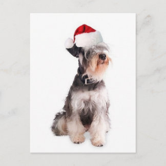 Ditzy Hundar~Ursprungligt vykort~Miniature Schnauz Vykort