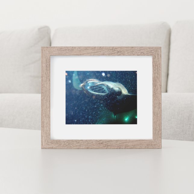 Dive med Manta Rays - Big Island Poster (Skapare uppladdad)