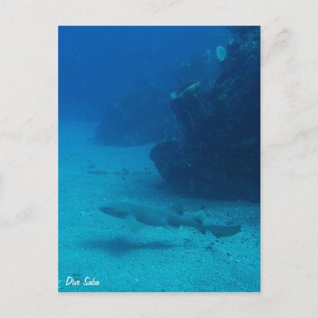 Dive Saba vycard-Nurse shark Vykort (Framsida)