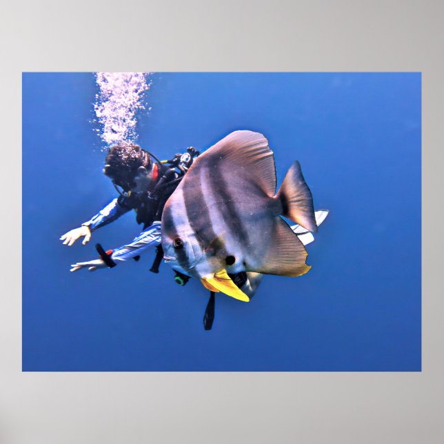 Diver och Batfish Poster (Framsidan)