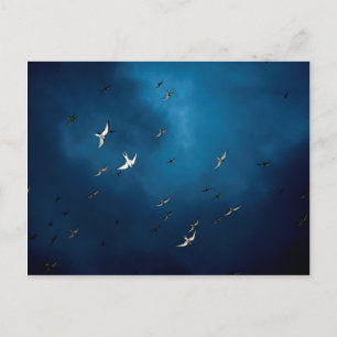 Diverse - Arktiska Tern & Blå himmel Mönster Vykort