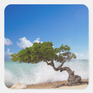 Divi Divi-träd, Eagle Beach, Aruba, Karibien Fyrkantigt Klistermärke