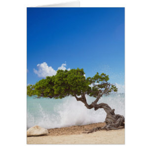 Divi Divi Träd, Eagle Beach, Aruba, Karibien Hälsningskort