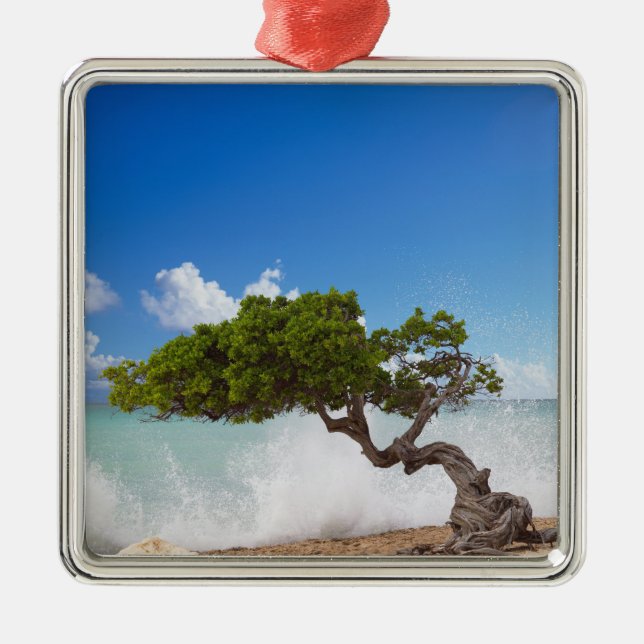 Divi Divi-träd, Eagle Beach, Aruba, Karibien Julgransprydnad Metall (Framsidan)