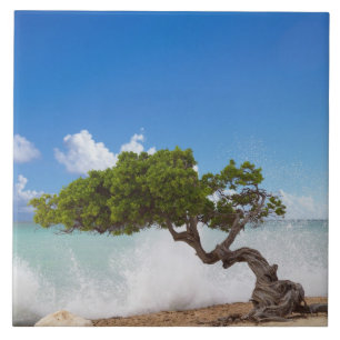 Divi Divi-träd, Eagle Beach, Aruba, Karibien Kakelplatta