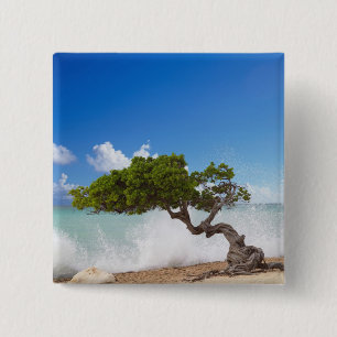 Divi Divi Träd, Eagle Beach, Aruba, Karibien Knapp