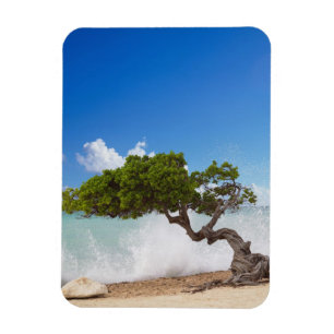 Divi Divi-träd, Eagle Beach, Aruba, Karibien Magnet