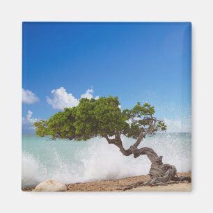 Divi Divi Träd, Eagle Beach, Aruba, Karibien Magnet