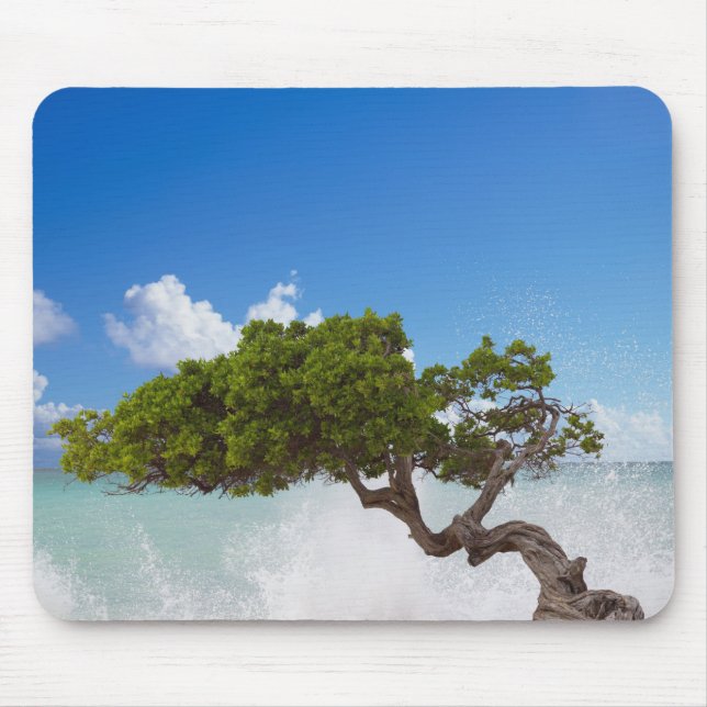 Divi Divi Träd, Eagle Beach, Aruba, Karibien Musmatta (Framsidan)