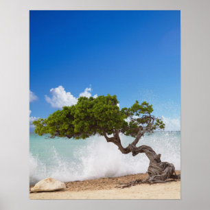 Divi Divi Träd, Eagle Beach, Aruba, Karibien Poster