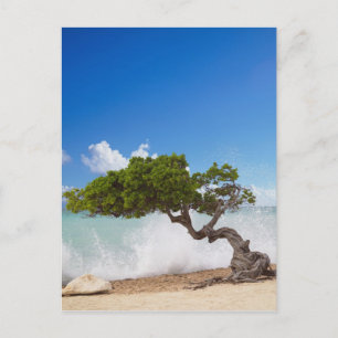 Divi Divi-träd, Eagle Beach, Aruba, Karibien Vykort
