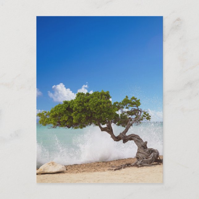 Divi Divi Träd, Eagle Beach, Aruba, Karibien Vykort (Framsida)