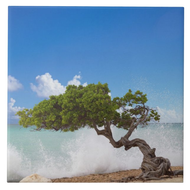 Divi Divi Träd, Eagle Beach, Aruba, Västindien Kakelplatta (Framsidan)