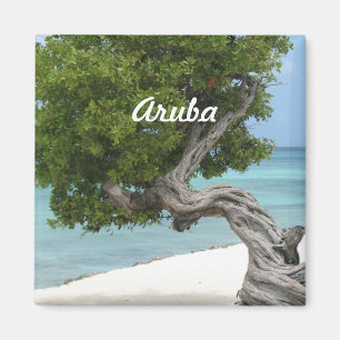Divi Divi träd i Aruba Magnet