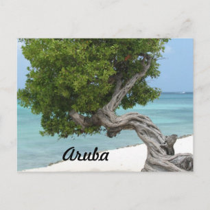 Divi Divi Träd i Aruba Vykort
