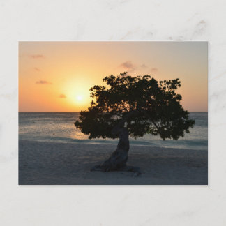 Divi Träd Sunset Vykort