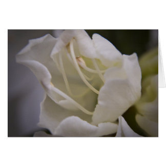 Divine Energy Card Hälsningskort