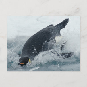 Diving Emperor Penguin Vykort