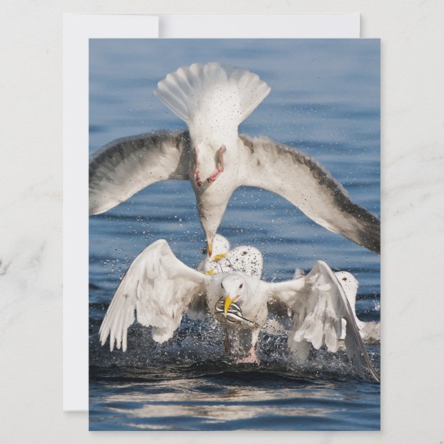 Diving Gulls (Framsida)