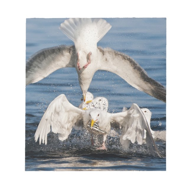Diving Gulls Anteckningsblock (Framsida)