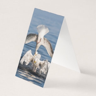 Diving Gulls Kort