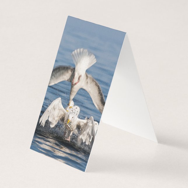 Diving Gulls Kort (Baksida)