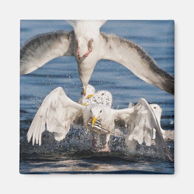 Diving Gulls Magnet (Framsidan)