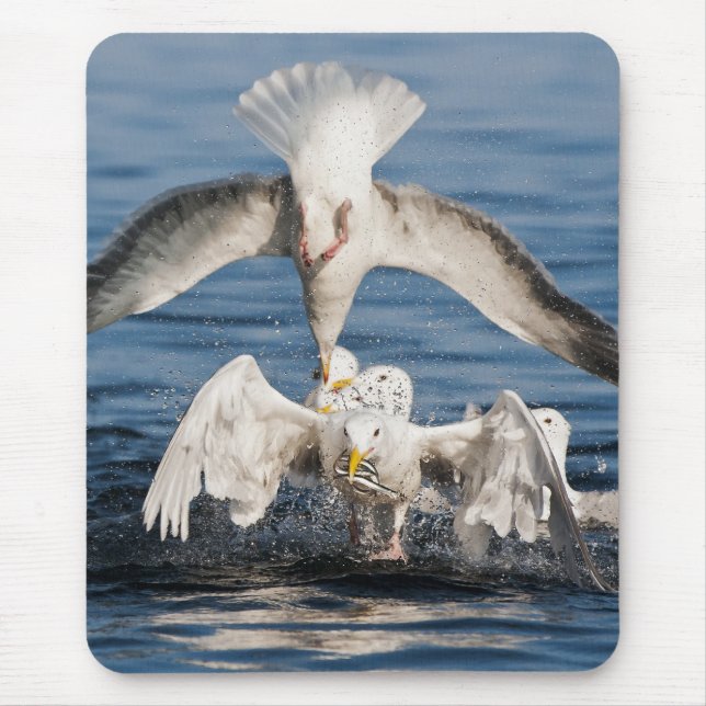 Diving Gulls Musmatta (Framsidan)