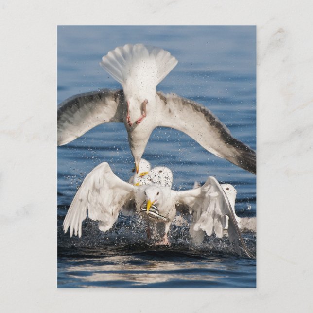 Diving Gulls Vykort (Framsida)