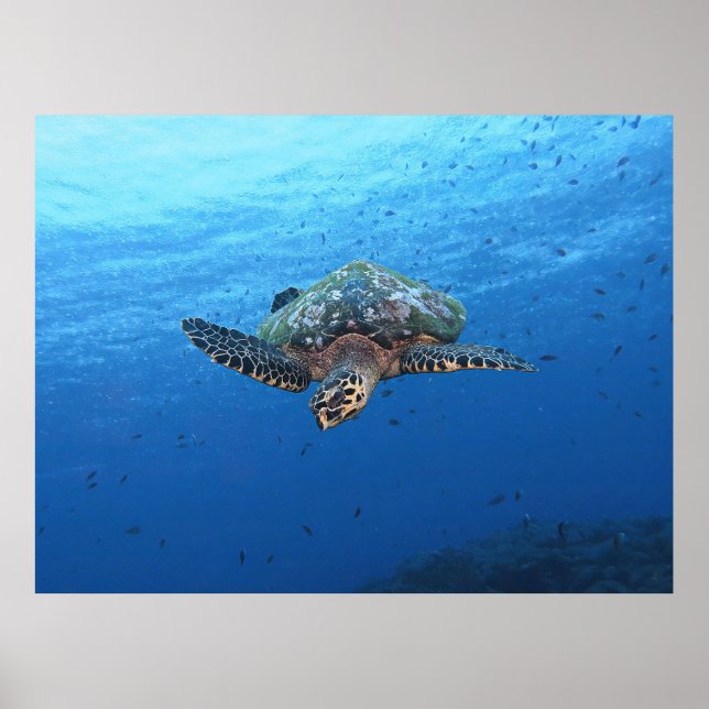 Diving Hawksbill Poster (Framsidan)