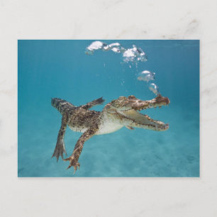 Diving krokodile vykort