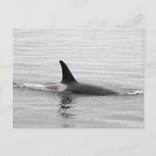 Diving Orca Vykort (Framsida)