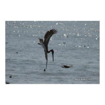 Diving Pelican