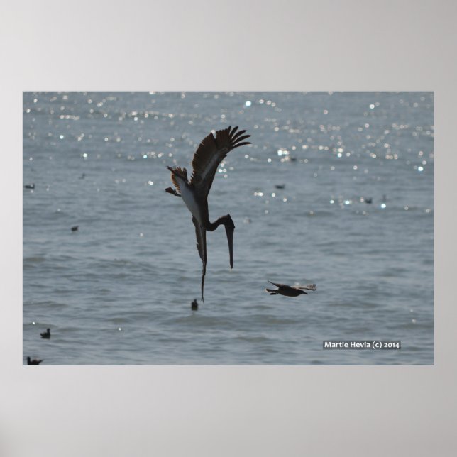 Diving Pelican Poster (Framsidan)