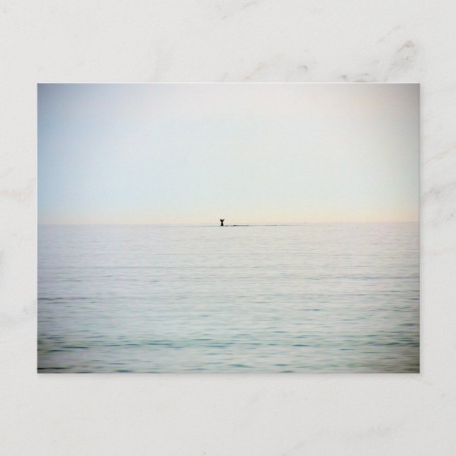 Diving Whale Vykort (Framsida)