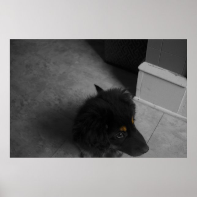 Divo B&W Poster (Framsidan)