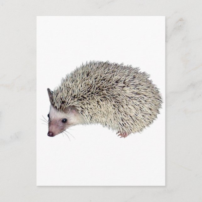 DIY Hedgehog lämnat Vykort (Framsida)