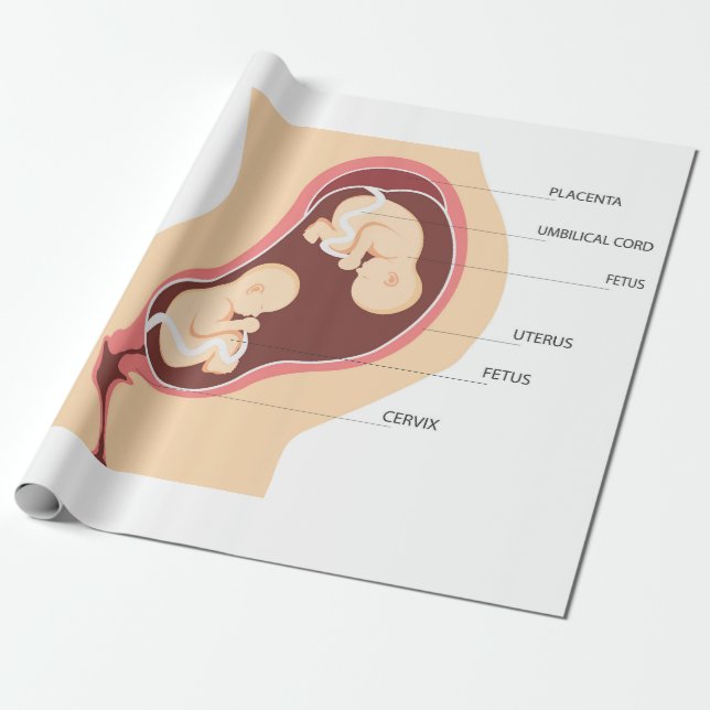 Dizygotisk tvillinggravid presentpapper (Utrullad)
