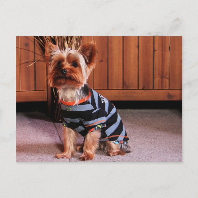 DJ - Yorkshire Terrier - Smith Vykort (Framsida)