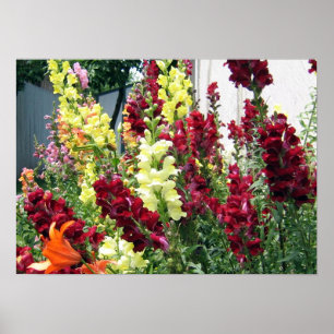 Djärvt raket Snapdragons Poster