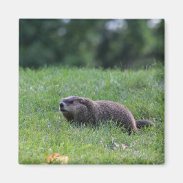 Djävulen Hål Digger Magnet