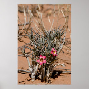 Djävulen Klo blommor efter regn i öknen Poster