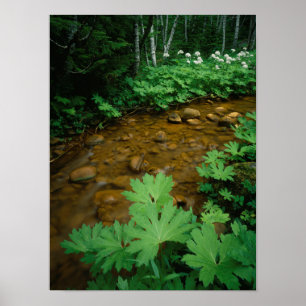 Djävulen Klubb som infogar en ström i Mt. Rainie Poster