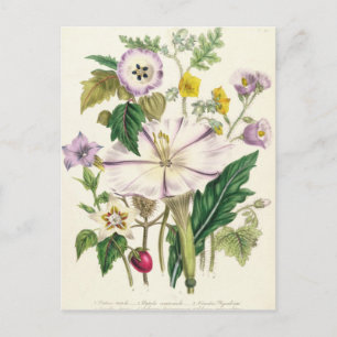 Djävulen Trumpet, tallrik 46 från Damen Vykort