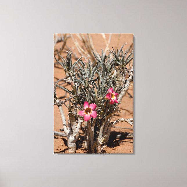 Djävulsklo Blommor Efter Regn I En Öken Canvastryck (Framsida)