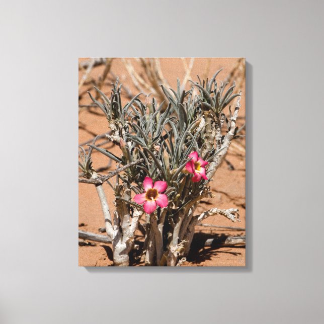 Djävulsklo Blommor Efter Regn I En Öken Canvastryck (Framsida)