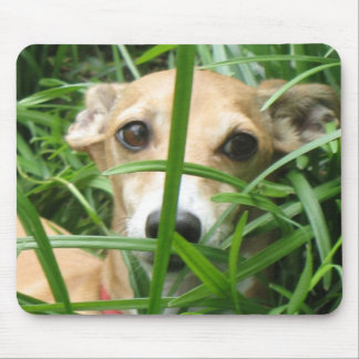 Djungel Iggy Musmatta