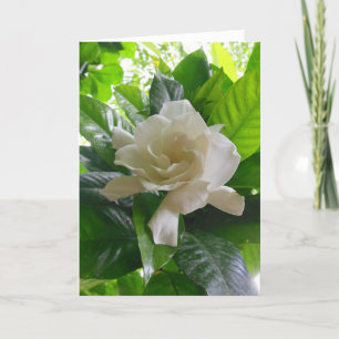DjungelGardenia Kort